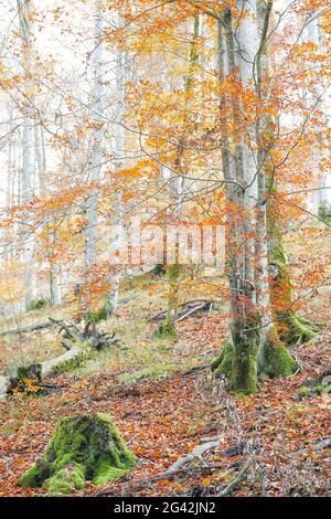 La faggeta dell'Almtal superiore austriaca risplende nei più bei colori autunnali, l'Austria superiore Foto Stock