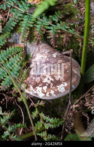 Fungo della mensola, anche chiamato fungo della mensola (basidiomicete) che cresce su un albero caduto Foto Stock