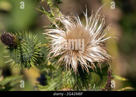 Marsh Thistle (Cirsium palustre) andando a seminare in estate Foto Stock