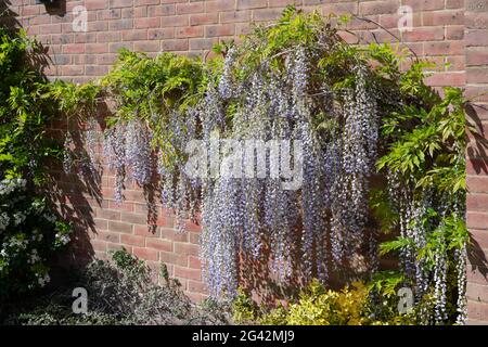 Il Glicine con una profusione di fiori blu in primavera Foto Stock