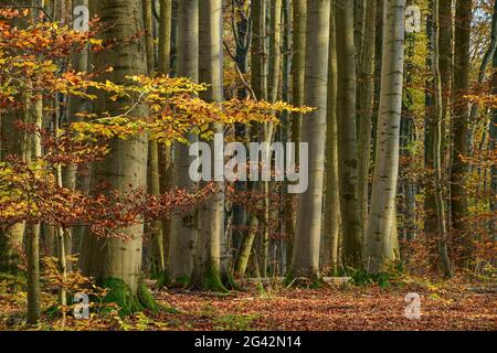 Faggeta d'autunno, Parco Nazionale di Hainich, Turingia, Germania Foto Stock