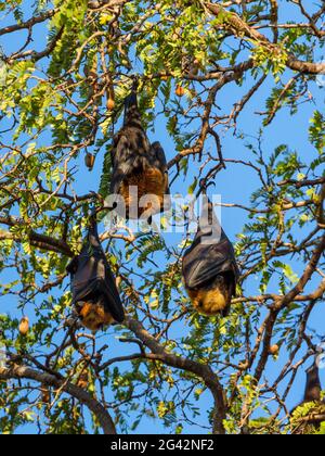 Volpi volanti nell'albero di tamarindo, Pteropus rufus, Berenty Reserve, Madagascar meridionale, Africa Foto Stock