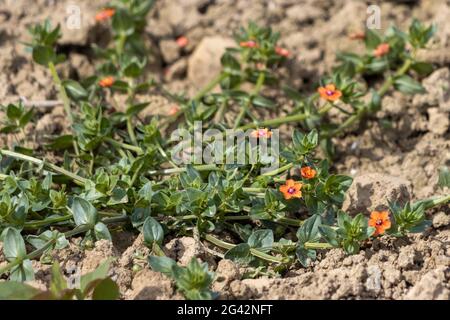 Scarlatto Pimpernel fioritura (Lysimachia arvensis) in estate Foto Stock