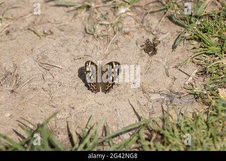 Farfalla di legno punteggiato (Pararge aegeria) che riposa sulla terra sotto il sole primaverile Foto Stock