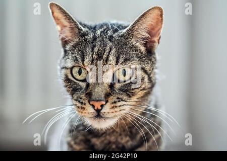 Gatto tabby marrone grigio che guarda curiosamente, dettaglio closeup sulla sua testa Foto Stock