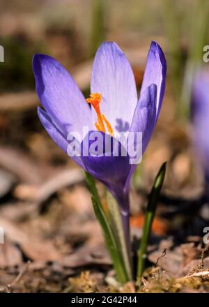 Il sole splende su iris viola e giallo selvatico (Crocus heuffelianus / scolorito) fiore che cresce in erba secca primaverile Foto Stock