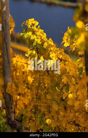 Vista sulle foglie autunnali della vite sulla Mosella, Winningen, Valle della Mosella, Renania-Palatinato, Germania, Europa Foto Stock