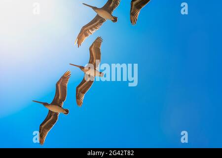 Brown Pellicans in volo, Laguna Beach, Orange County, California, Stati Uniti, Nord America Foto Stock