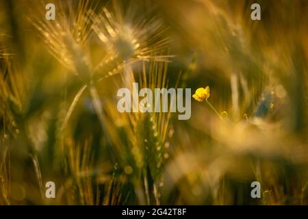 Buttercup in un campo di grano, Baviera, Germania, Europa Foto Stock