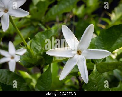 Primo piano di fiori bianchi di sambac jasmine (Jasminum sambac) contro foglie verdi verdeggianti Foto Stock