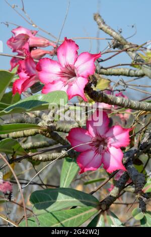 Etiopia; Regione delle Nazioni del Sud; sul fiume Omo; rosa desertica in fiore; clima semi-arido Foto Stock