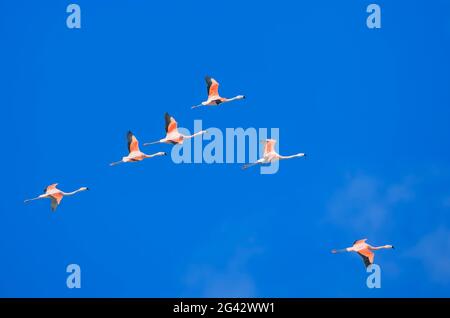 Flock di fenicotteri cileni (Fenicotterus chilensis) in volo, Parco Nazionale Torres del Paine, Cile, Sud America Foto Stock