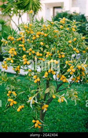 Kumquat o fortunella con frutta aranciata sui rami del giardino. Foto Stock