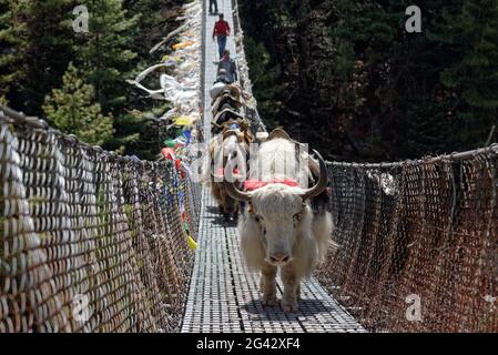 Gli yaks attraversano un ponte sospeso sul fiume Dhut Kosi a solo Khumbu, Nepal, Himalaya, Asia. Foto Stock