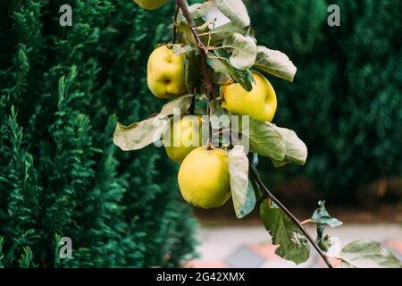 Frutti di cotogna gialli maturi crescono su albero di cotogne con fogliame verde in giardino d'autunno. Molti quince mature, primo piano Foto Stock