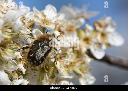 Shaggy rosa chafer in fiore di prugne Foto Stock
