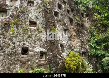 Le tombe rupestri di Lemo sono una delle principali attrazioni di Tana Toraja Foto Stock