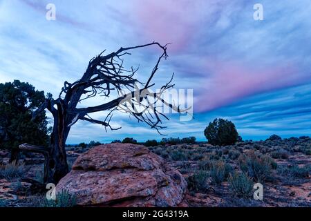 Albero morto e vegetazione nel deserto, Coyote Buttes Sud, Paria Canyon Vermilion Cliffs Wilderness, Arizona, Stati Uniti Foto Stock