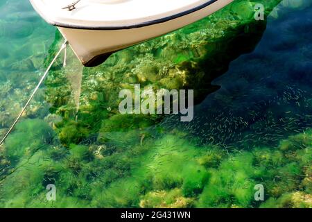 Una barca in acqua trasparente limpida con crescita verde su una zipline con molti piccoli pesci. Foto Stock
