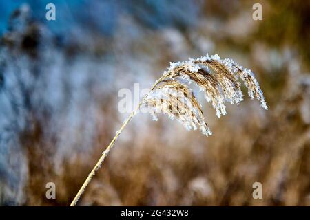 Erba innevata, Dorum, bassa Sassonia, Germania Foto Stock