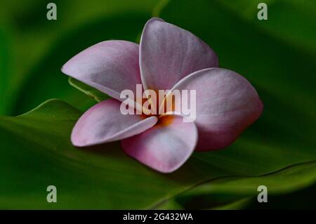 Un fiore nei tropici, Darwin, territorio del Nord, Australia Foto Stock