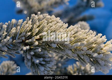 Ramo di un pino coperto da brina alla luce del sole, Tallberg, Västerbottens Län, Svezia Foto Stock