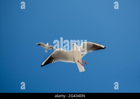 Coppia di gabbiani che volano nel cielo Foto Stock