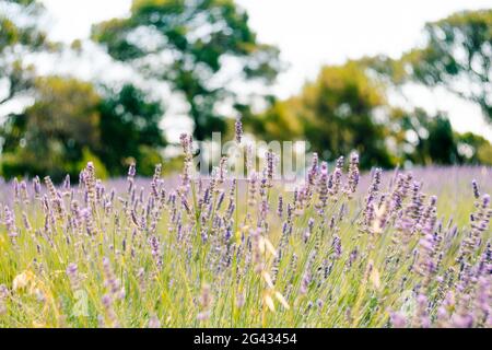 Un primo piano di cespugli di lavanda fioriti nel campo. Foto Stock