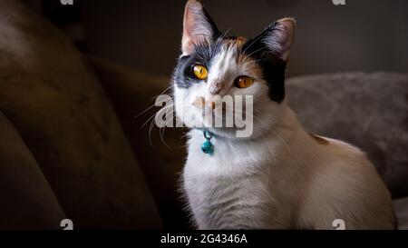 Gatto Calico con gli occhi arancioni Foto Stock