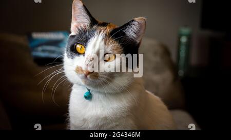 Gatto Calico con gli occhi arancioni Foto Stock