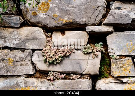 Il succulente Sedum selvatico cresce in un muro di pietra. Foto Stock