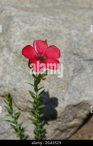 Linum grandiflorum . comunemente conosciuto come lino fiorente, lino rosso, lino scarlatto, e lino cremisi. Che cresce in un giardino della California meridionale. Foto Stock