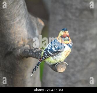 Un barbetto crestato (Trachyphonus vaillantii) Arroccato su un ramo di albero nella riserva di gioco del Sudafrica Foto Stock