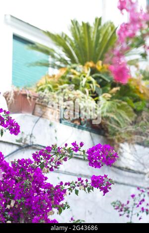 Clos-up di Bougainville e impianti a Capri, Italia Foto Stock