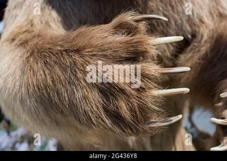 Orso bruno Paw con artigli affilati Foto Stock