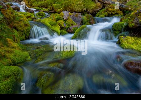 Paesaggio con piccole cascate a Spurling Creek, Alberta, Canada Foto Stock
