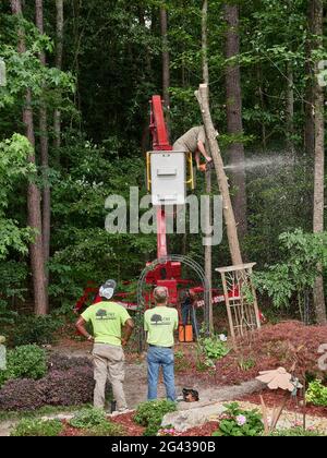Trimmer in un secchio che taglia giù un pino con una motosega in Pike Road Alabama, Stati Uniti. Foto Stock