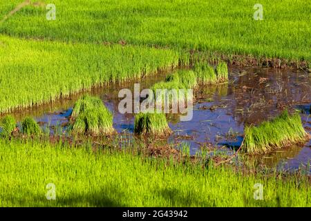 Piantine di riso, risaie, altopiani, Madagascar, Africa Foto Stock