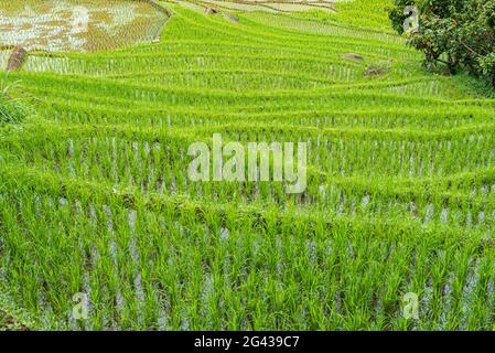 Paesaggio con risaie terrazzate a Tana Toraja su Sulawesi Foto Stock