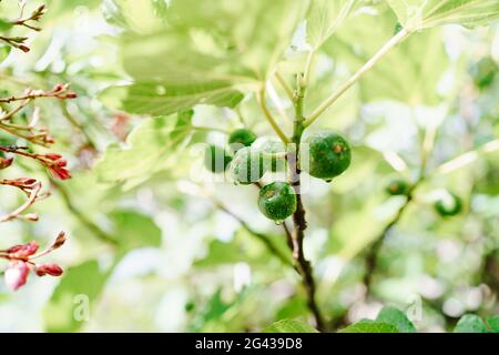 Primo piano di frutti di fico verde in gocce di pioggia sui rami di alberi. Foto Stock