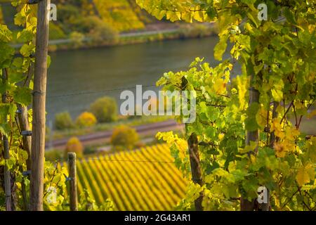 Vista attraverso le foglie autunnali di vite sulla Mosella, Winningen, Valle della Mosella, Renania-Palatinato, Germania, Europa Foto Stock