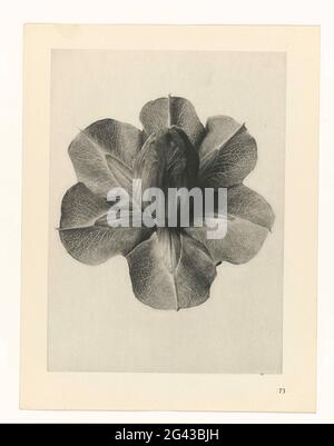 Studi sulle piante; prime forme d'arte: Colture fotografiche. Ingrandimento di Facher. Afkomsig uit losbladige Uitgave. Foto Stock