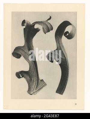 Studi sulle piante; prime forme d'arte: Colture fotografiche. Ingrandimento di Facher. Afkomsig uit losbladige Uitgave. Foto Stock