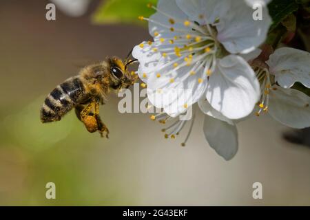 L'ape sta impollinando un fiore Foto Stock