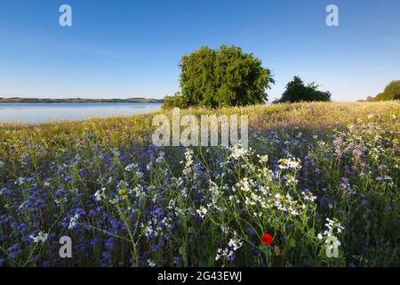 Prato di fiori sulla penisola di Reddevitzer Höft, Ruegen, Mar Baltico, Meclemburgo-Pomerania occidentale, Germania Foto Stock