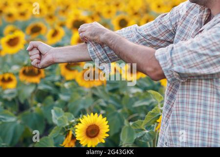 L'uomo contadino arrotola le maniche e si prepara a lavorare in un campo di girasole. Foto Stock