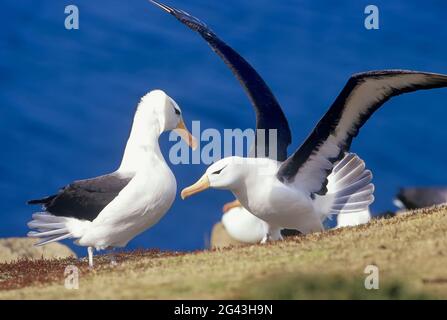 Due albatross bruno nero adulti (Thalassarche melanophris), Saunders Island, Falkland Islands, Sud America Foto Stock