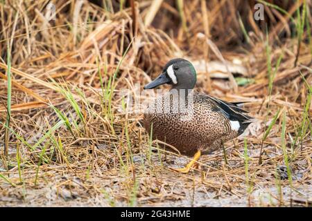 Un Blue Winged Teal fotografato lungo la riva del torrente Strawberry presso la Door County Land Trust Sturgeon Bay Ship Canal Preserve nella Door County WI Foto Stock