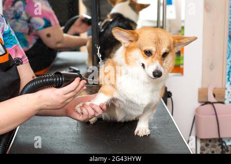 Dog Corgi Drying PET Grooming e concetto di acconciatura. Foto Stock