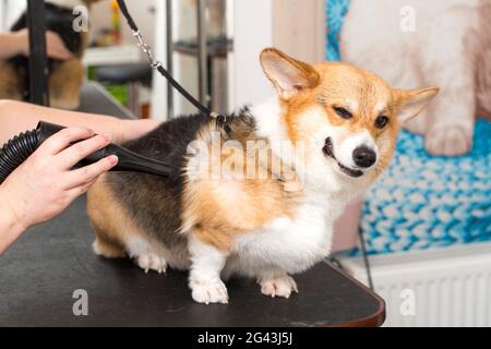 Dog Corgi Drying PET Grooming e concetto di acconciatura. Foto Stock